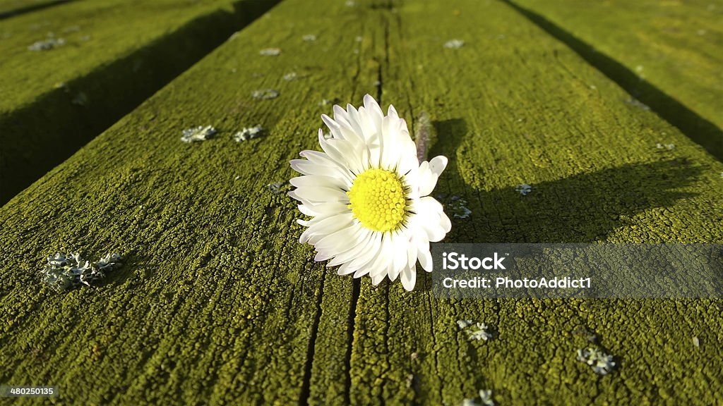 цветок - Стоковые фото Белый роялти-фри