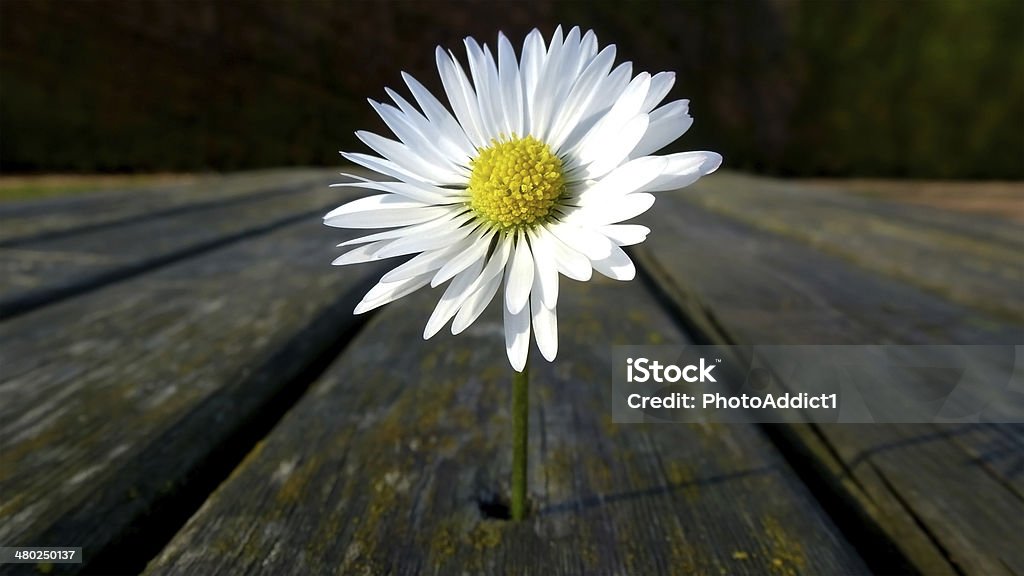 flor - Foto de stock de Blanco - Color libre de derechos