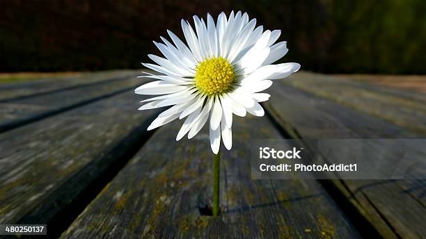 Flor Foto de stock y más banco de imágenes de Blanco - Color - Blanco - Color, Botánica, Cabeza de flor