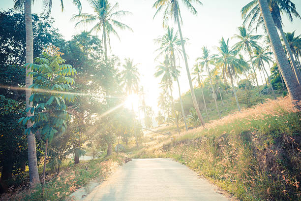 istock Coconut palm trees on the road 480251744