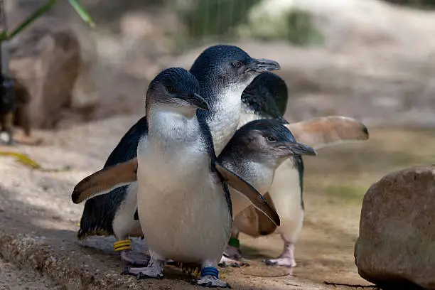 Photo of Little Penguins in a row - Stock image