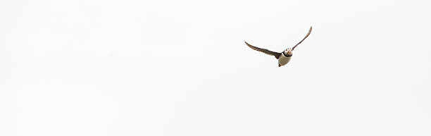 istock Atlantic Puffin, outstretched wings heading for its burrow isolated 480252624