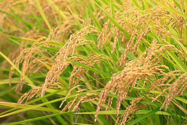 istock Landscape of rice field 480252865