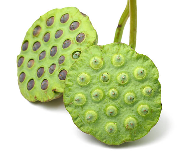 istock Bouquet of Lotus seed pod 480253361