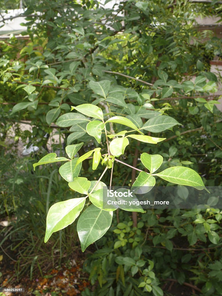 Leaves of Aegle marmelos, Stone apple Leaves of Aegle marmelos, Stone apple, Crateva marmelos, Aegle marmelos var. Ayurveda Stock Photo