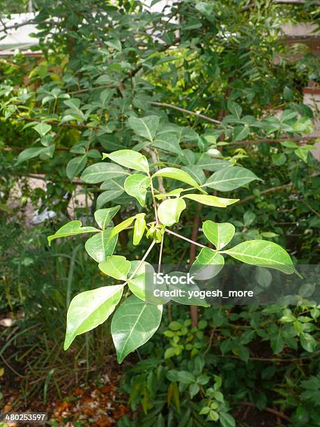 Leaves Of Aegle Marmelos Stone Apple Stock Photo - Download Image Now - Ayurveda, Bael, Change