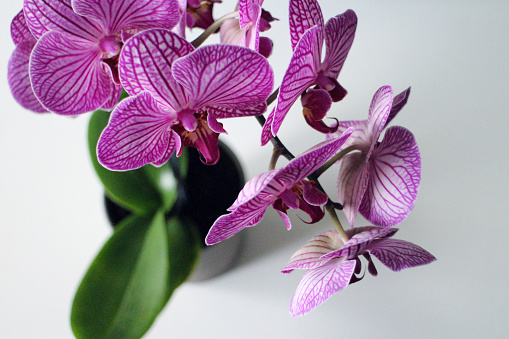 A photograph of a beautiful purple orchid on a white background.
