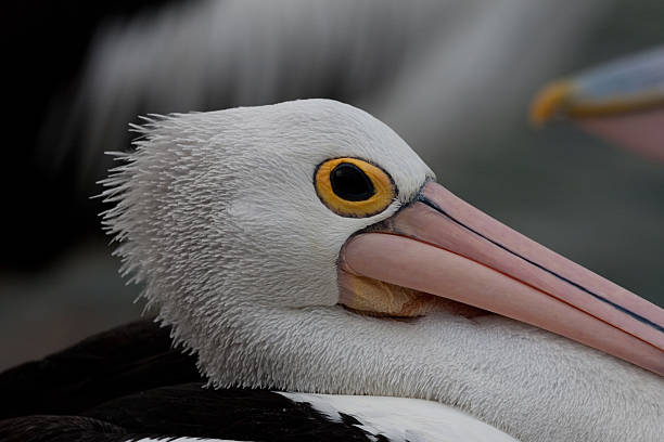 istock Pelican closeup - Stock image 480254640