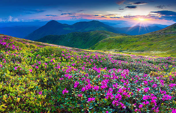 istock Magic pink rhododendron flowers in the mountains. 480254829