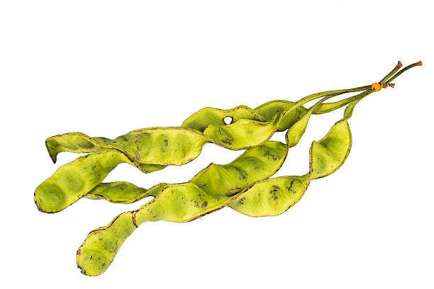 Bunch of petai beans cluster isolated in white