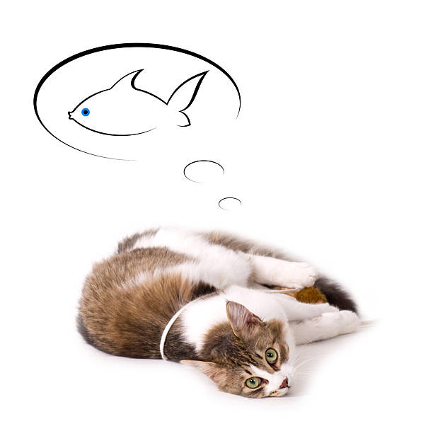 Beautiful young cat dream about fish on white background stock photo