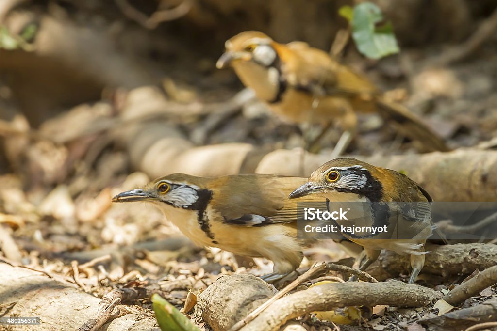 Greater Necklaced Laughingthrush Greater Necklaced Laughingthrush (Garrulax pectoralis) and his friend group Animal Stock Photo