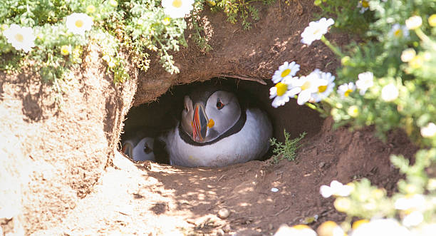 Two Atlantic Puffins peering out of a burrow.