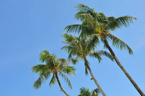 Coconut tree on beach