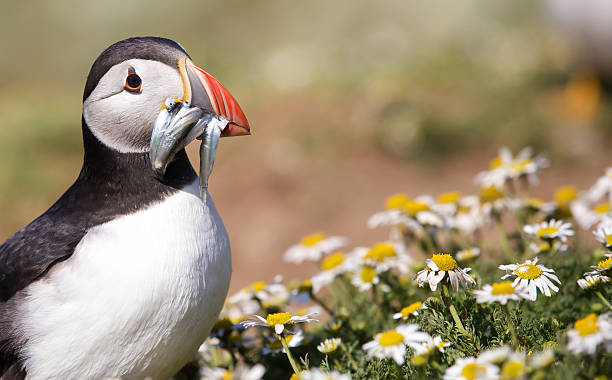istock Atlantic Puffin with sandeels in its beak 480256758
