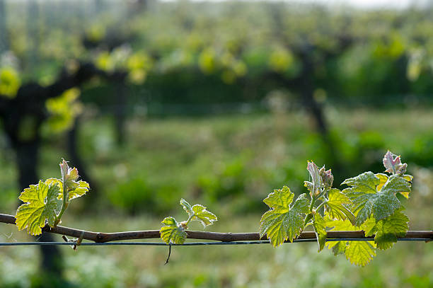 istock Branch vine in the sun 480257371