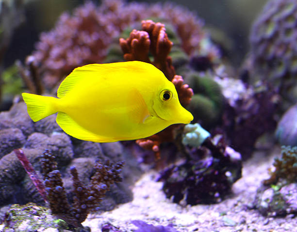 istock bright yellow tropical fish swimming 480257413