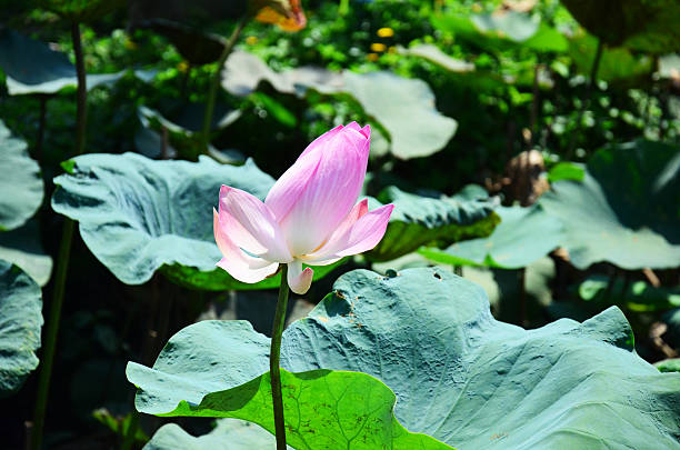 istock Lotus Folwer or Water Lilly 480257415
