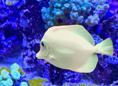 huge white tropical fish that swims in the large marine aquarium