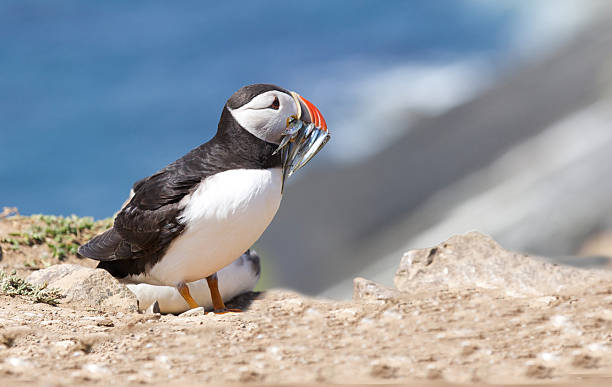 istock Atlantic Puffin with sandeels in its beak 480259412