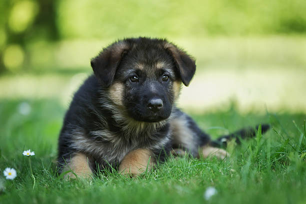 istock German shepherd puppy lying in the grass 480259722