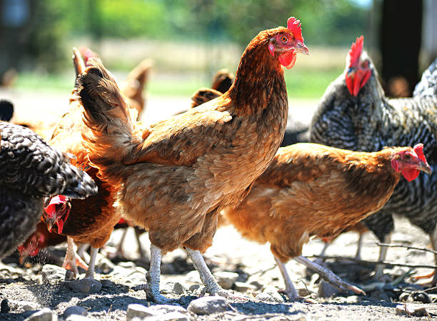 istock Chickens on traditional free range poultry farm 480259916