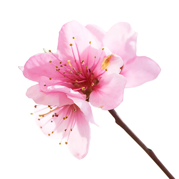 Almond pink flowers Almond pink flowers isolated on white. Macro shot cherry blossom branch on white stock pictures, royalty-free photos & images