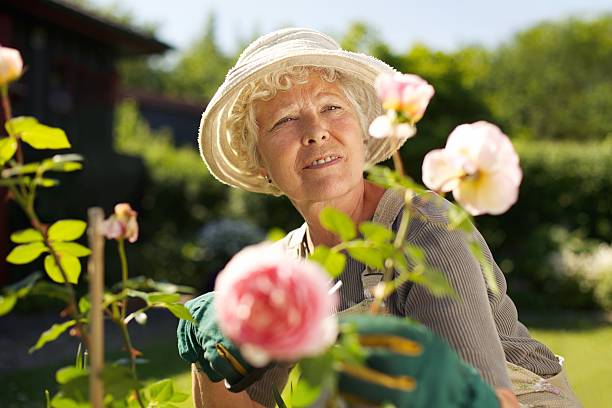 rilassata donna matura che lavora nel suo giardino - planting clothing gray hair human age foto e immagini stock