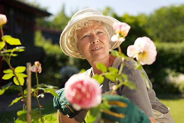 relaxado bela maduro, trabalhando em seu jardim - senior women rose women flower bed imagens e fotografias de stock
