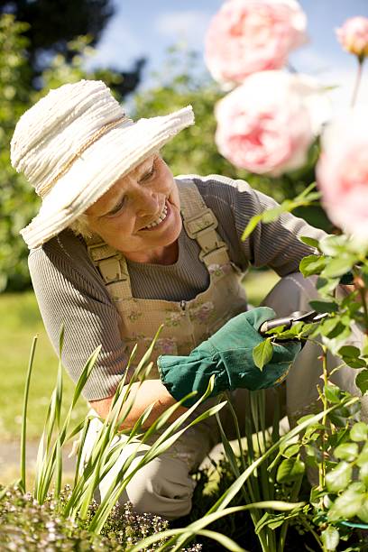 starszy kobieta w jej ogród ustalające - planting clothing gray hair human age zdjęcia i obrazy z banku zdjęć