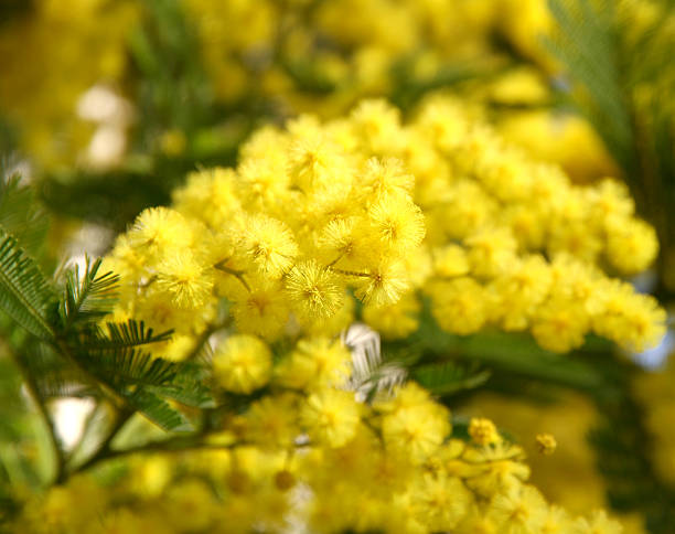 istock beautiful yellow mimosa in bloom 480260565
