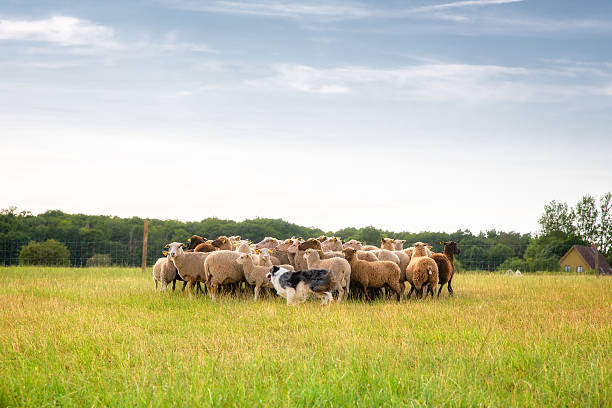 보더콜리 및 플락 양 - sheepdog dog sheep border collie 뉴스 사진 이미지