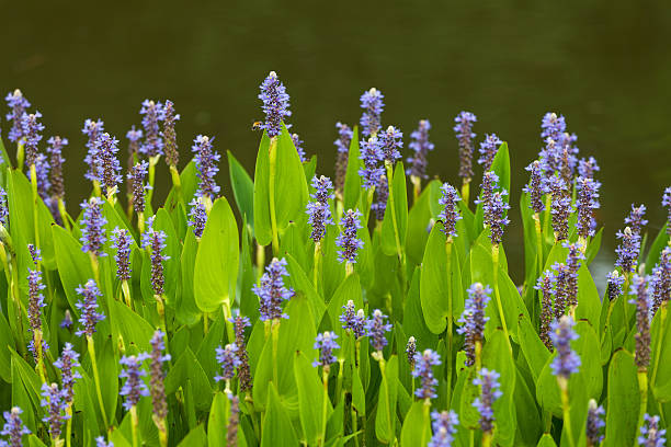 istock Pontederia flowers 480262460