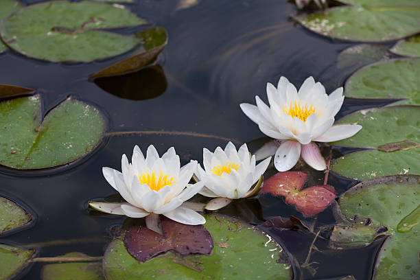 waterlilies - pond water lily water drop - fotografias e filmes do acervo