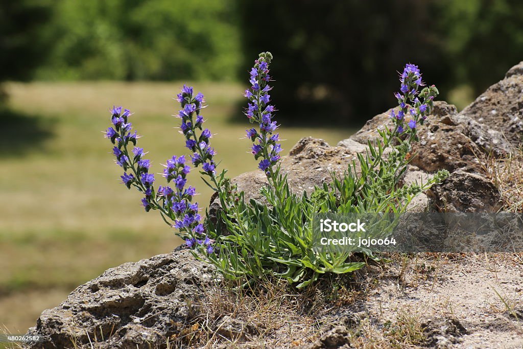 Blueweed On Rocks Blueweed (Echium vulgare) growing on dry rocks. 2000-2009 Stock Photo