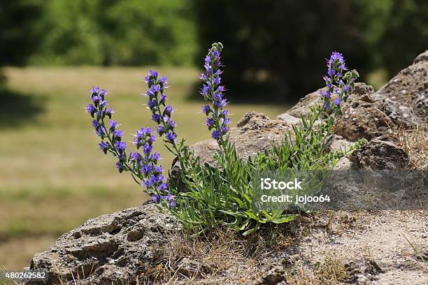 Blueweed On Rocks Stock Photo - Download Image Now - 2000-2009, 2015, 21st Century