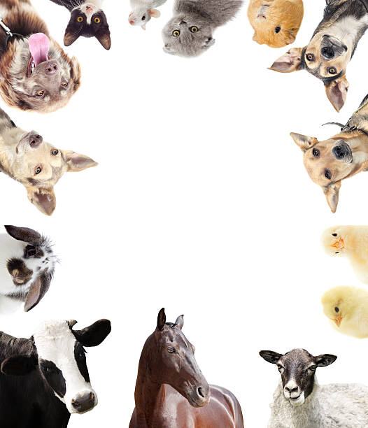 istock set of farm animals 480263808
