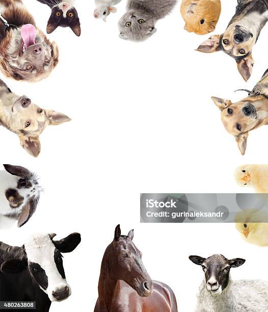 Set Of Farm Animals Stock Photo - Download Image Now - Group Of Animals, Livestock, Pets