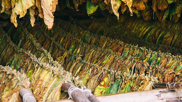 istock Tobacco leaves hanging to dry 480263906