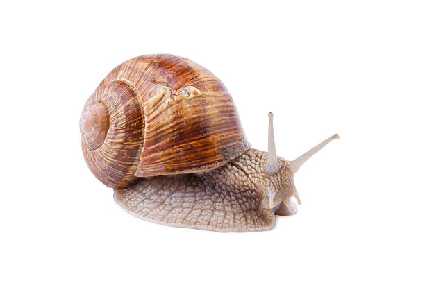 istock Garden Snail isolated on white 480266992