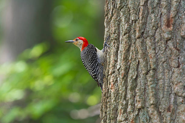 istock Red-bellied Woodpecker 480268418