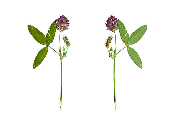 Pressed and Dried flower red clover or trifolium pratense  photographed from the front and back side of the flower. Isolated on white background.