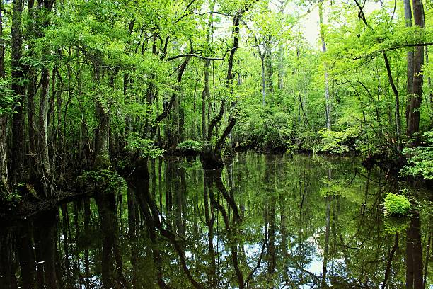 istock Four-holes Swamp Francis Beidler Forest 480271340