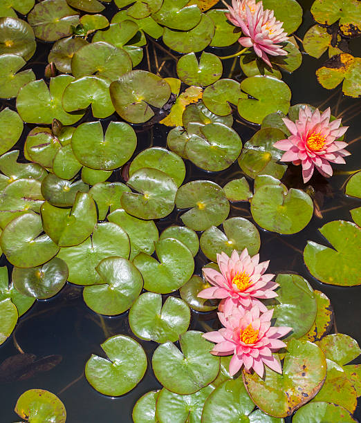 istock Lilly Pads in a Pond with Pink Lillies 480272804