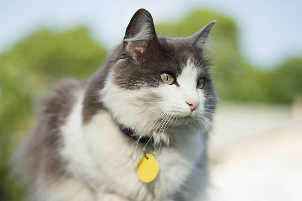 Horizontal outdoor shot of alert female gray and white cat, wearing colour and tag, looking over her domain from a high vantage point.