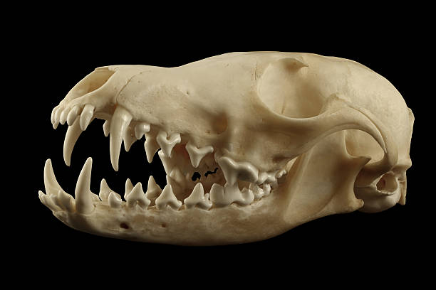 istock Fox skull isolated on the  black background 480273556
