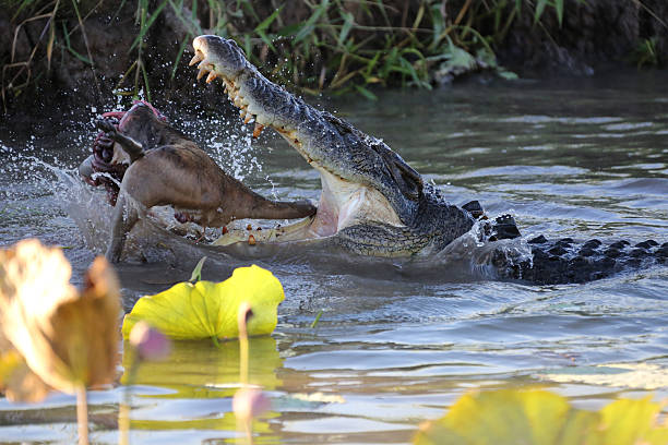 Crocodile in the Water Eating Kangaroo stock photo
