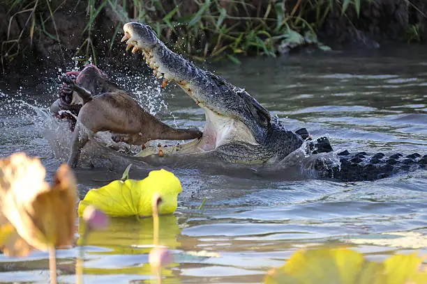 Crocodile eating it's catch (small Kangaroo) in a Billabong - Northern Territory Australia. This huge crocodile scared other smaller crocs away to devour it's catch. Camera Canon 5D MK3 28-300mm L series lens