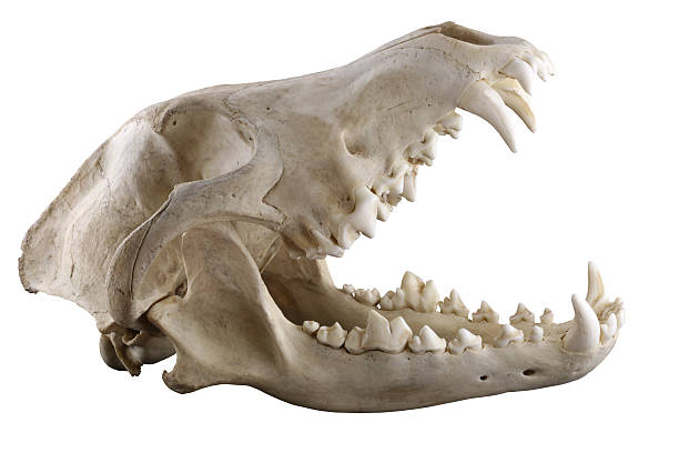 Wolf skull  isolated on a white background Skull of grey wolf  isolated on a white background.  Opened mouth. Focus on full depth.  animal skull stock pictures, royalty-free photos & images