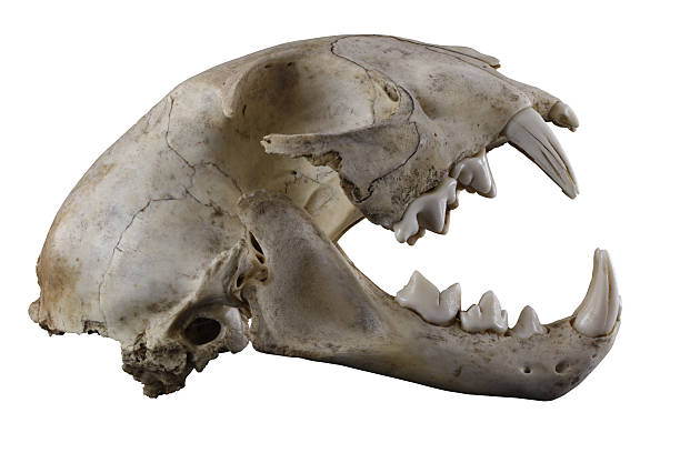 istock Lynx skull with big fangs isolated on a white background 480276734